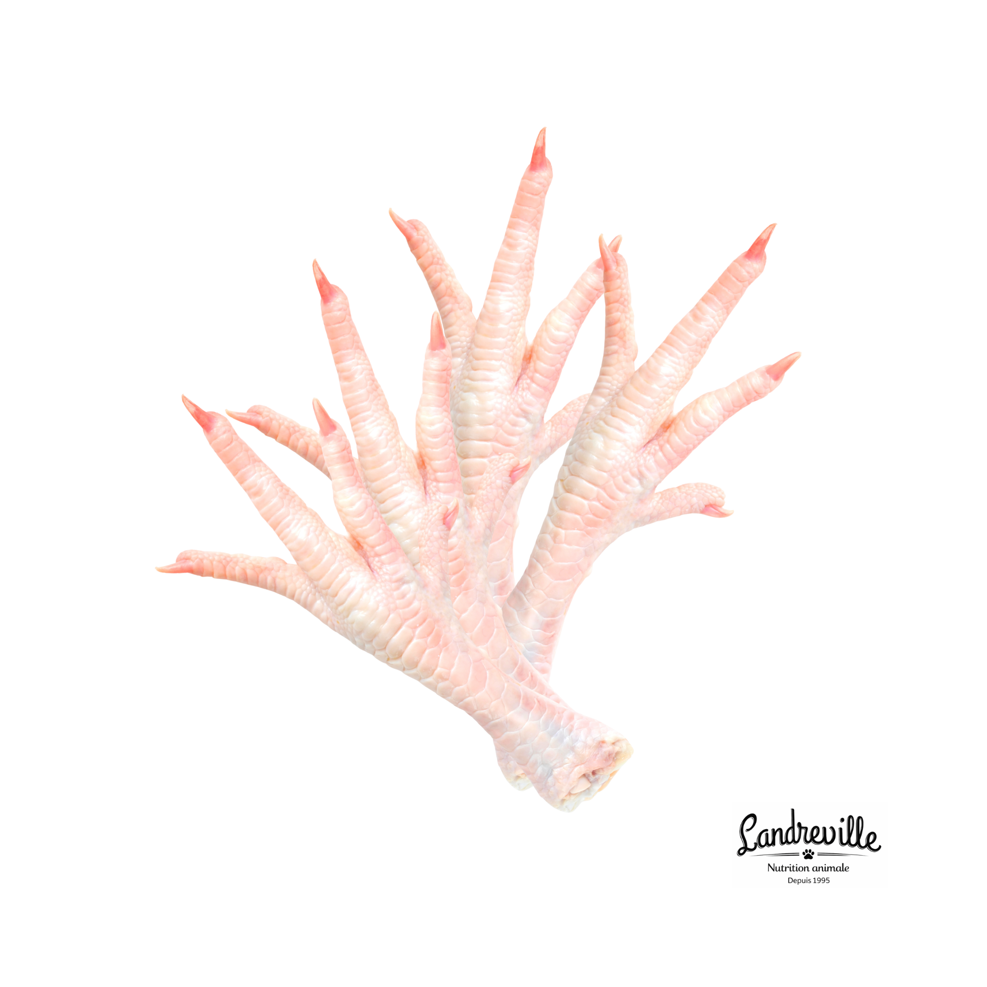 Patte De Poulet